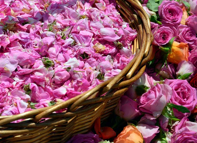 گلاب برای چه کسانی ضرر دارد؟! گلاب برای چه کسانی ضرر دارد؟!