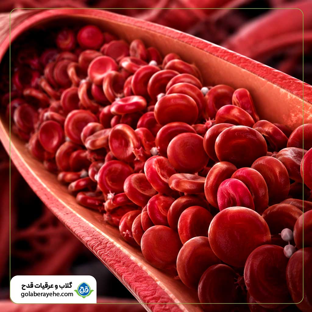نقش گیاهان در غلظت خون از نظر علمی و سنتی نقش گیاهان در غلظت خون از نظر علمی و سنتی