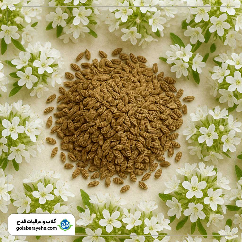 خواص عرق زنیان خواص عرق زنیان