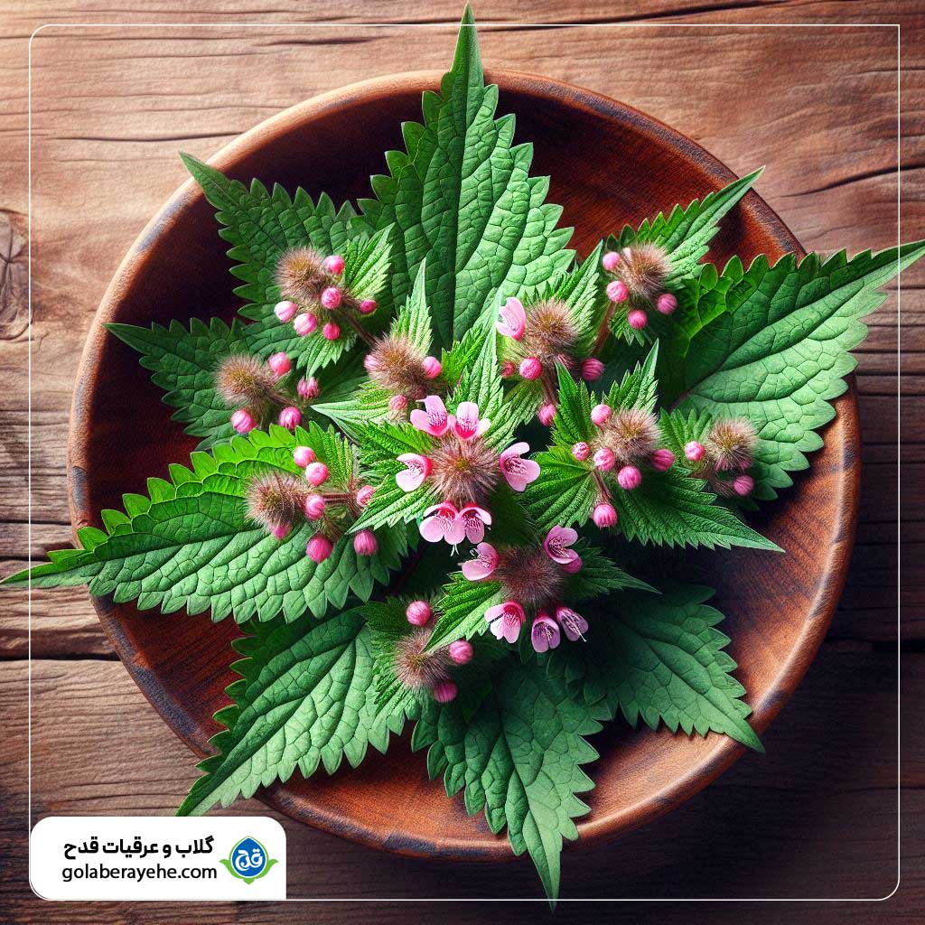 خواص عرق گزنه