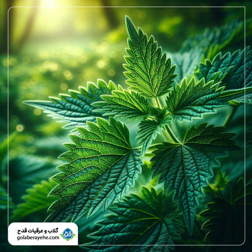 عرق گزنه