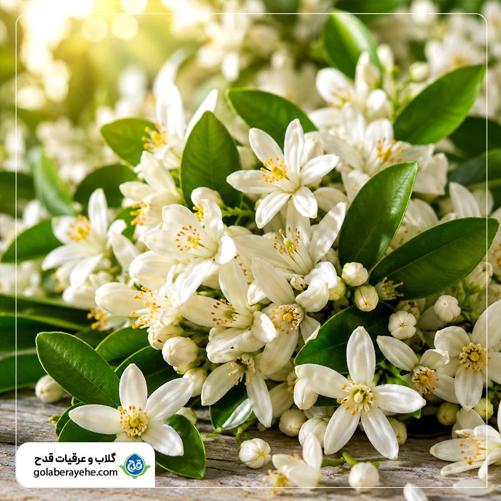 گل های بهارنارنج